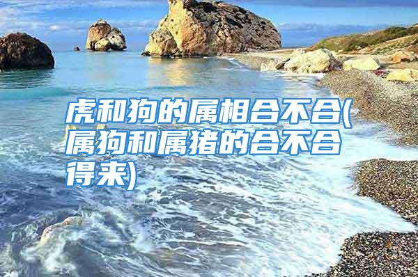 虎和狗的属相合不合(属狗和属猪的合不合得来)