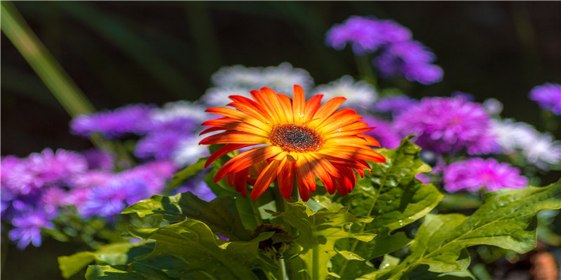 梦到溺水被救 (梦到溺水被救预示着什么)