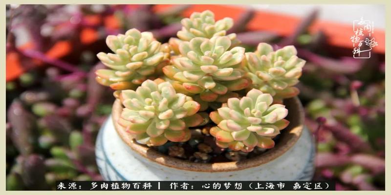 八字去分半打一数字(包邮区多肉的夏天)
