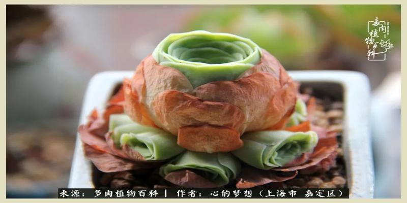 八字去分半打一数字(包邮区多肉的夏天)