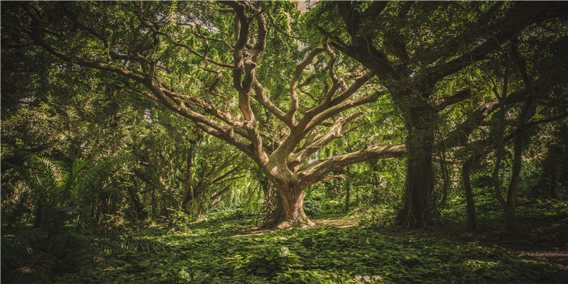 八字身弱财旺怎么办(八字身弱偏财旺)