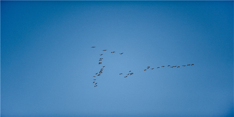 什么是丹凤眼(丹凤眼的眼型是什么样的)