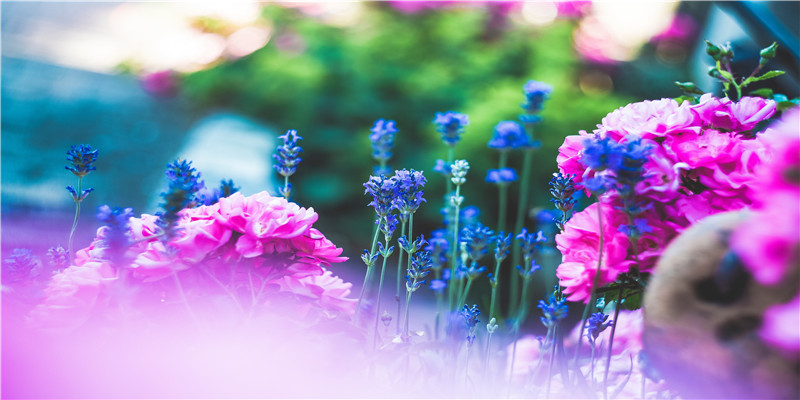 属狗的是哪些年出生的呢 (属狗的有哪年出生的)