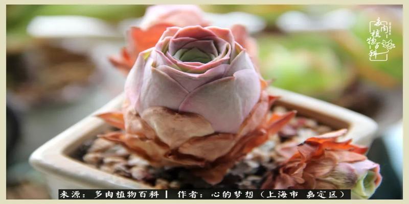 八字去分半打一数字(包邮区多肉的夏天)