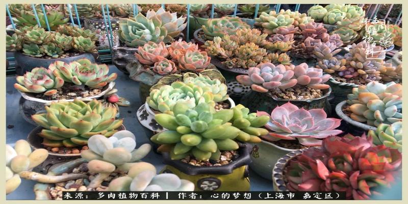 八字去分半打一数字(包邮区多肉的夏天)