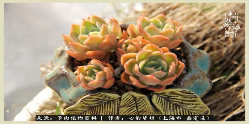 八字去分半打一数字(包邮区多肉的夏天)