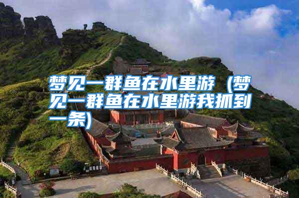梦见一群鱼在水里游 (梦见一群鱼在水里游我抓到一条)
