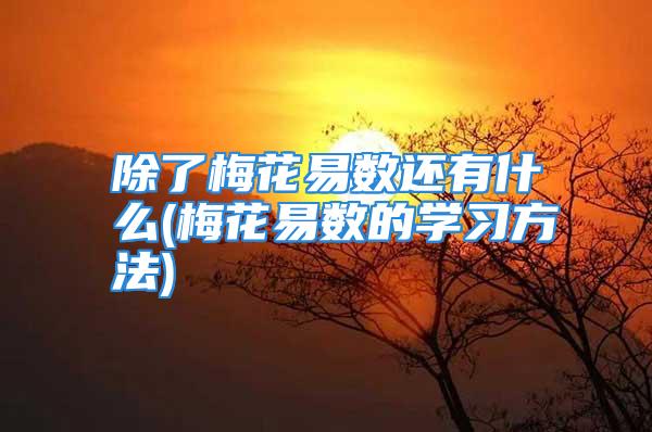 除了梅花易数还有什么(梅花易数的学习方法)