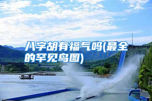 八字胡有福气吗(最全的罕见鸟图)