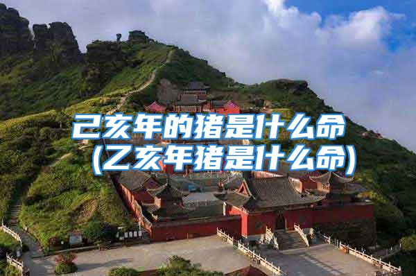 己亥年的猪是什么命 (乙亥年猪是什么命)