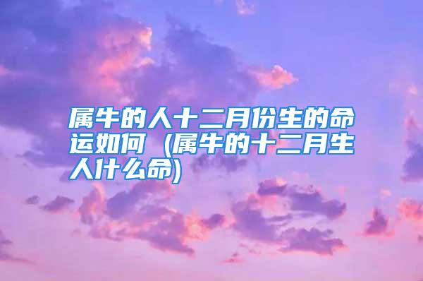 属牛的人十二月份生的命运如何 (属牛的十二月生人什么命)