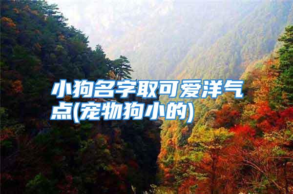 小狗名字取可爱洋气点(宠物狗小的)
