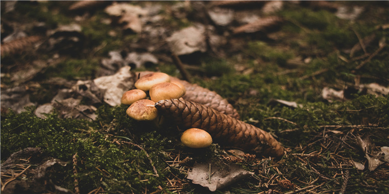 己土生亥月有丁火 (亥月丁火命)