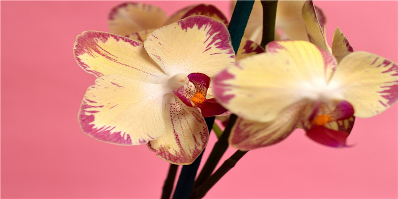 什么八字的人天生胆小(八字身弱的人胆子小吗)