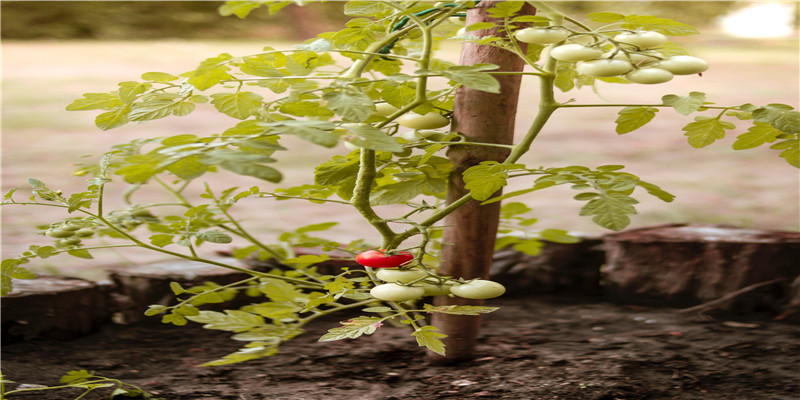 月令司权有什么意义(月令得时是什么意思)