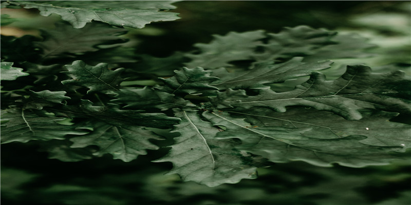 梦见竹林_自然篇_卜易居手机版(卜易居每日财运)