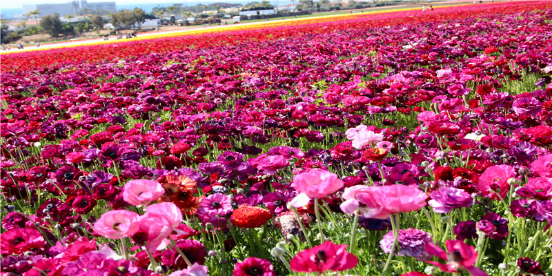 旧情难忘的男命八字特征(男命食伤太重代表什么)