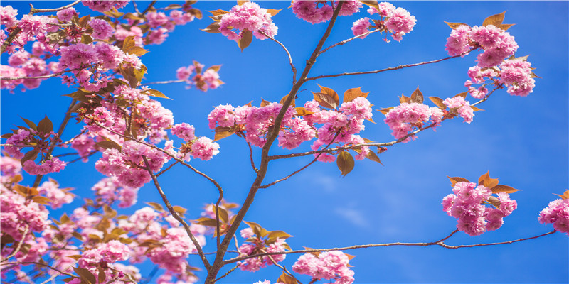 花瓶摆放的禁忌和作用(室内花瓶如何摆放)