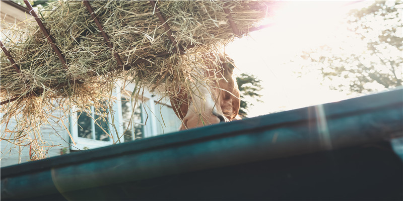 属鼠女孩十二月出生好不好 (属鼠女孩农历12月出生好吗)