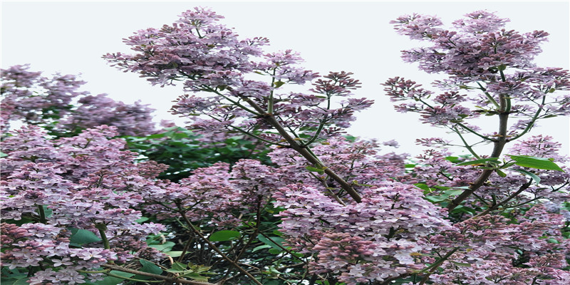 什么样的八字容易被骗(八字中财星指的哪个)