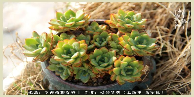 八字去分半打一数字(包邮区多肉的夏天)