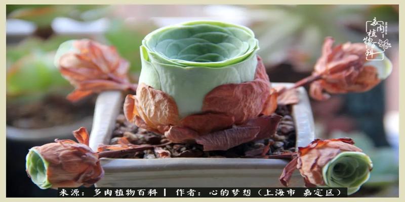 八字去分半打一数字(包邮区多肉的夏天)