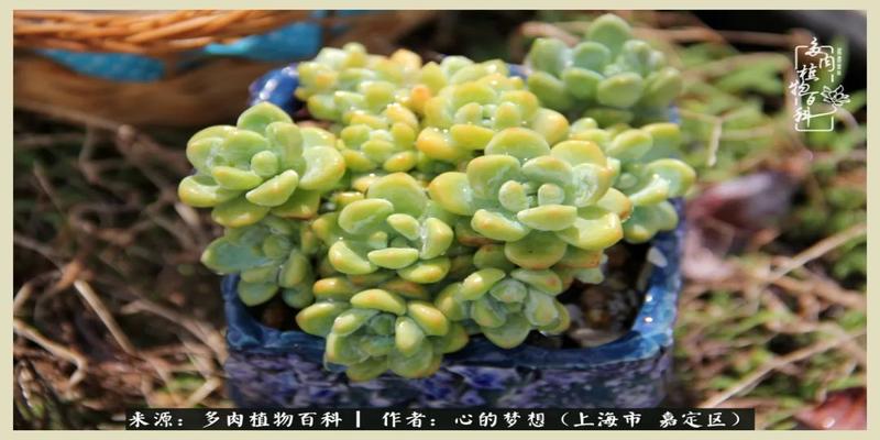 八字去分半打一数字(包邮区多肉的夏天)
