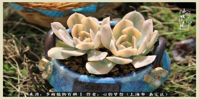 八字去分半打一数字(包邮区多肉的夏天)