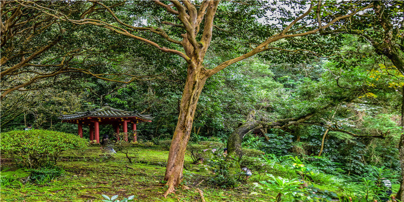 庚寅月庚寅日女命 (女命日柱庚寅)