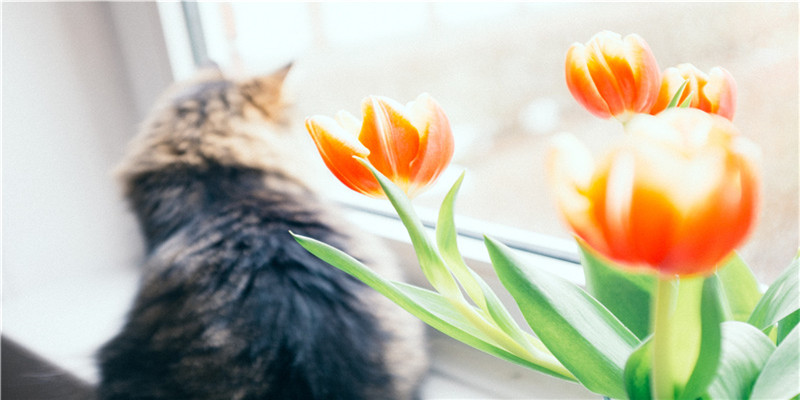 有颜值却靠才华的八字特征(食神与伤官的美貌区别)