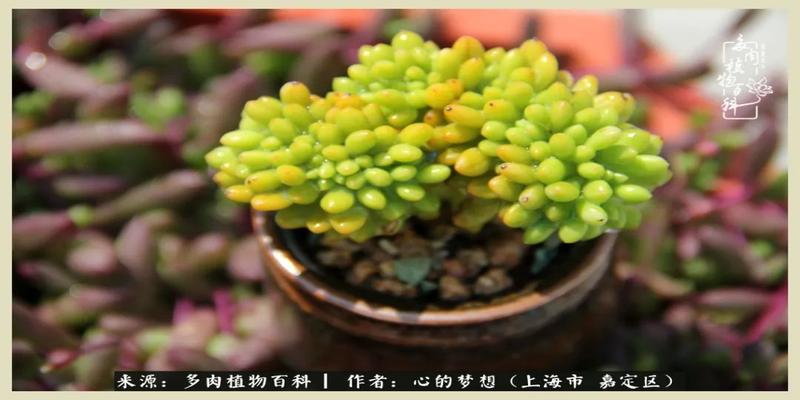八字去分半打一数字(包邮区多肉的夏天)