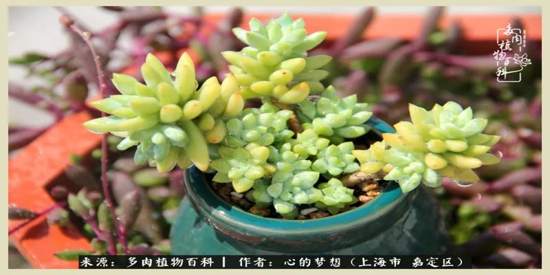 八字去分半打一数字(包邮区多肉的夏天)
