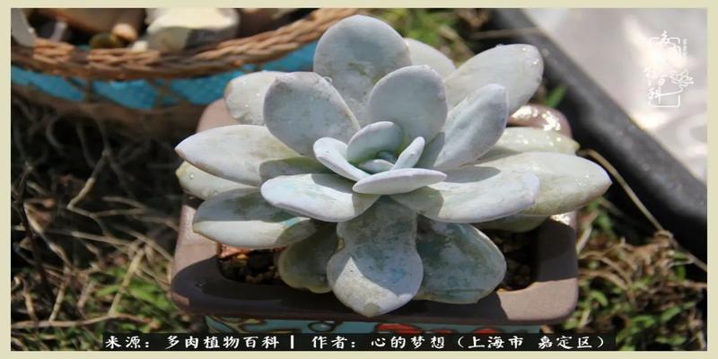 八字去分半打一数字(包邮区多肉的夏天)