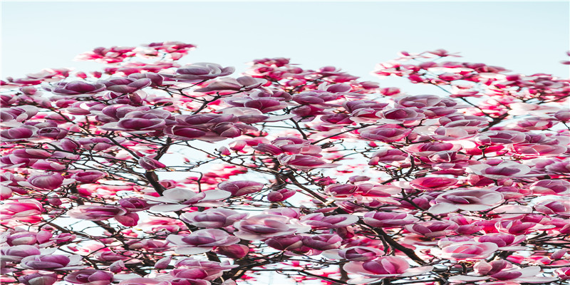 a型血的女人的性格是什么样的 (a型血的女生是什么性格的)