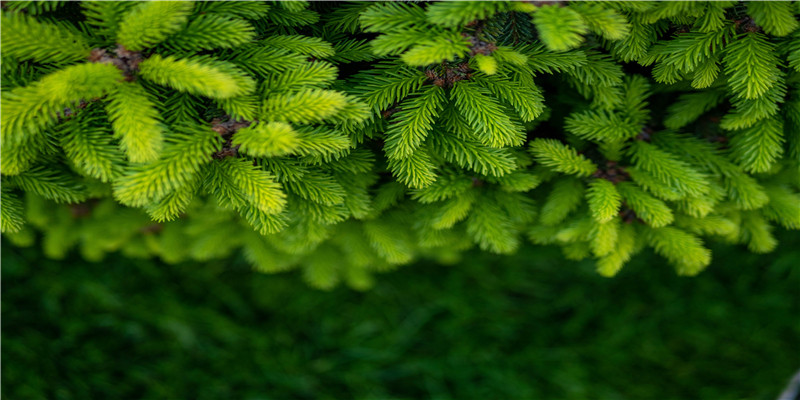 寅时出生的人的命运(寅时和辰时出生的人)