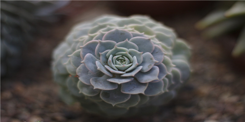 三痣相连易疯魔吗(三痣三角形命相)