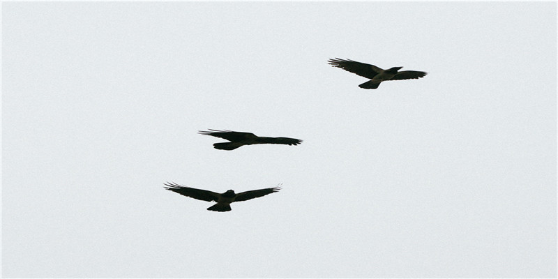 娃娃脸女人面相好不好(娃娃脸的人面相什么命)