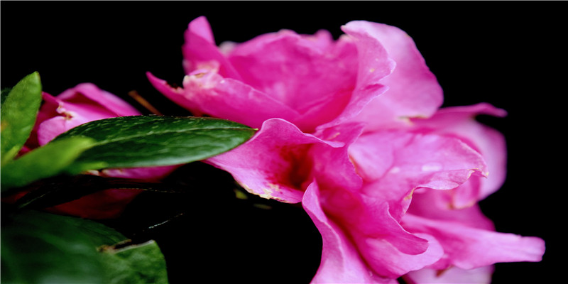 从声音听出爱情运势(女人比肩运影响婚姻)