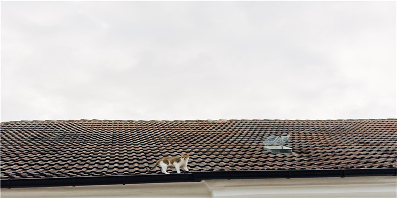 怎样的羊刃格是好命(羊刃七杀伤官短命)