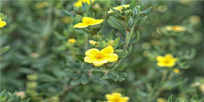 属猴的桃花劫是什么生肖(桃花代表哪个生肖)