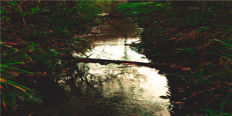 己亥年的猪是什么命 (乙亥年猪是什么命)