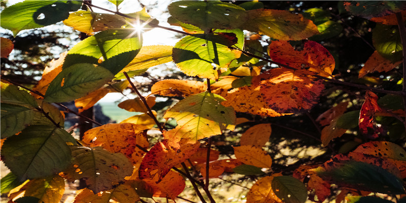 男命属虎的人2020年如何旺财(2020属牛人全年运势男)