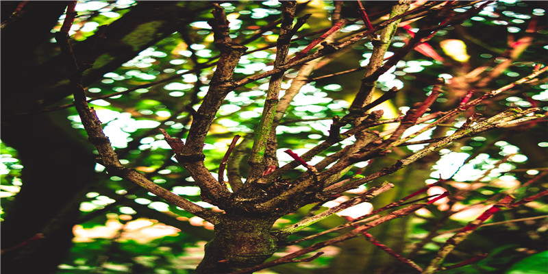 盲派民间八字神煞歌诀(盲派八字十二神煞详解)