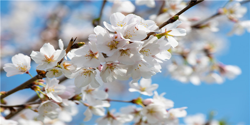 元旦节日祝福语简短10字以下(元旦快乐,祝福语)