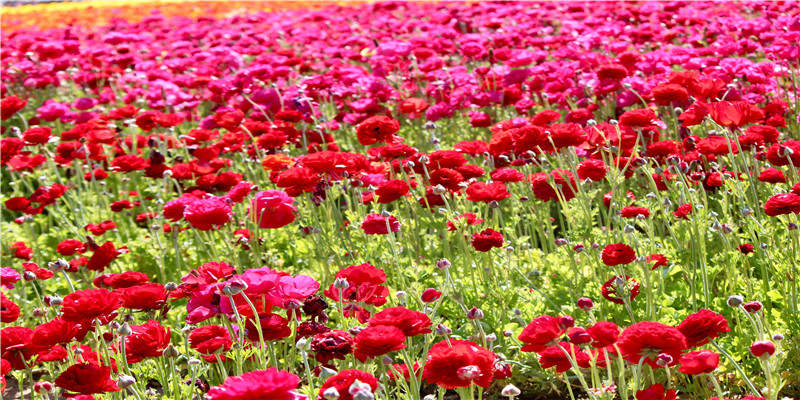 属猪的幸运花是什么花(属猪的招财花是什么花)