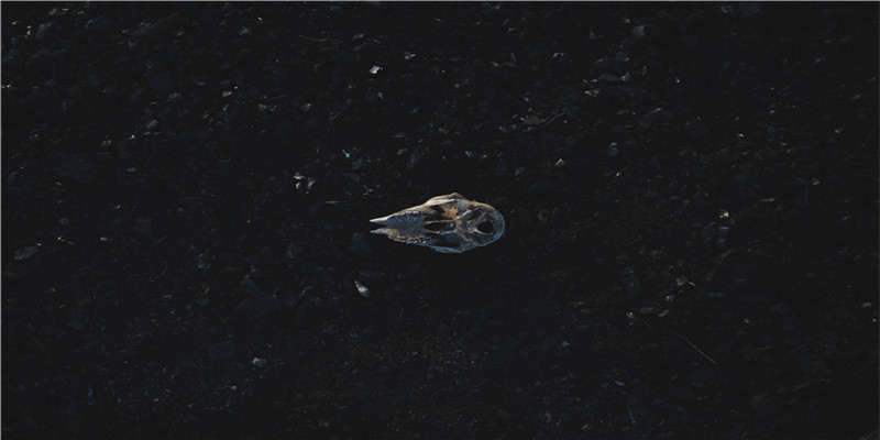 相亲容易成功的生肖男(相亲相爱的生肖是什么生肖)