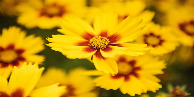 羊刃驾杀格的成就(八字何为羊刃)