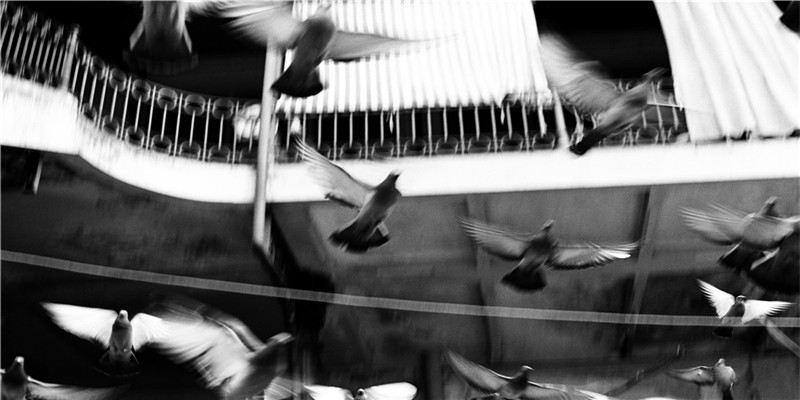 生肖鼠最忌讳的颜色有哪些(生肖鼠的颜色)