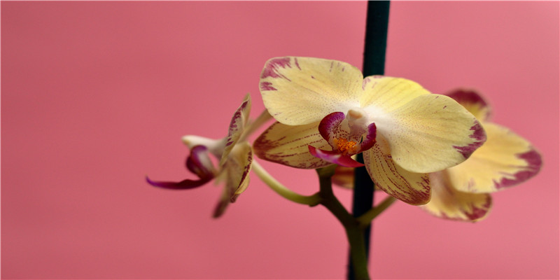 梦见涨水一个劲的跑(梦见涨水自己拼命往上跑)