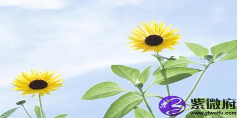 华盖星是什么意思?大运走华盖运会怎么样